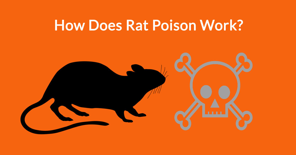 Does poison make rats thirsty and die outside?