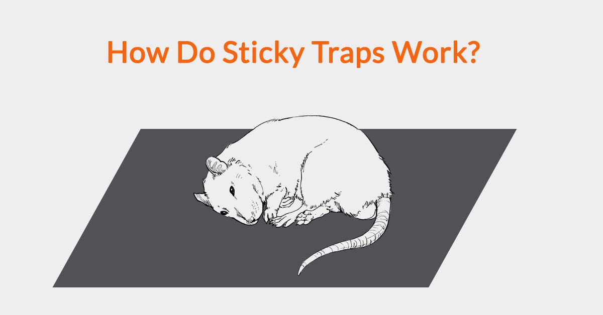 Blog - What To Do When Mouse Traps Just Aren't Working In Your
