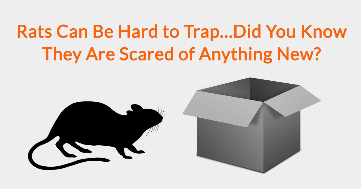 Rats Can Be Hard To Trap…Did You Know They Are Scared Of Anything New?