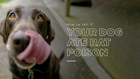 How to tell if your dog ate rat poison