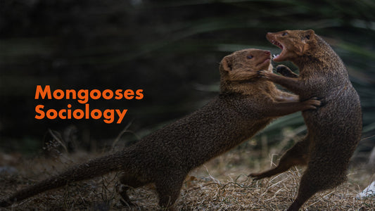 Mongooses Sociology