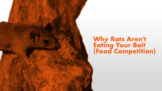 Why Rats Aren't Eating Your Bait (Food Competition)