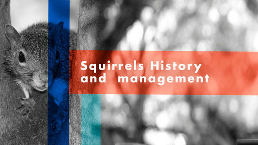 Squirrels History and Management