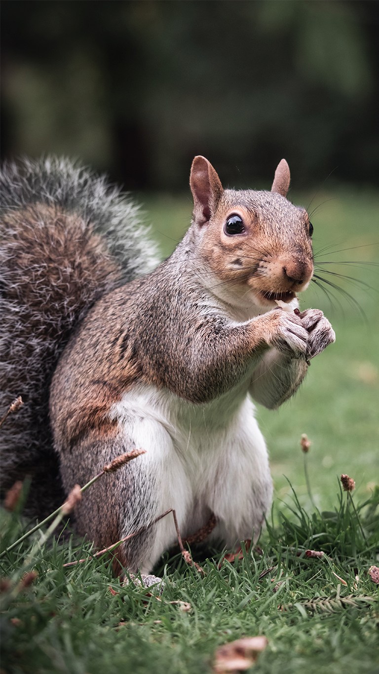 About Squirrels A18 trap