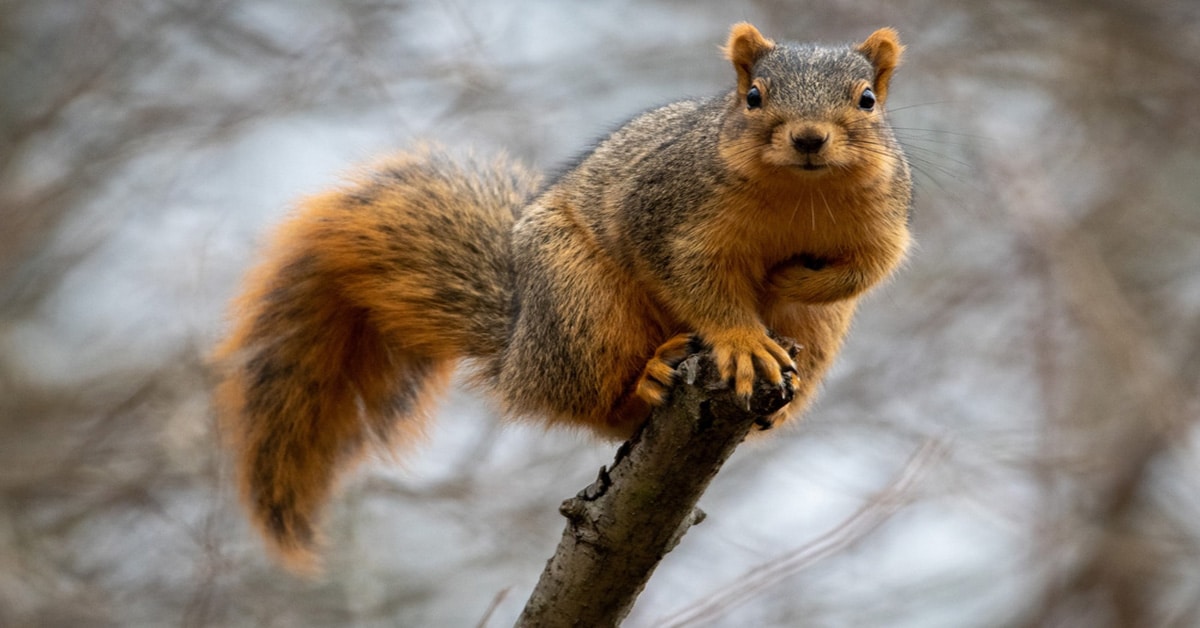Fox Squirrel