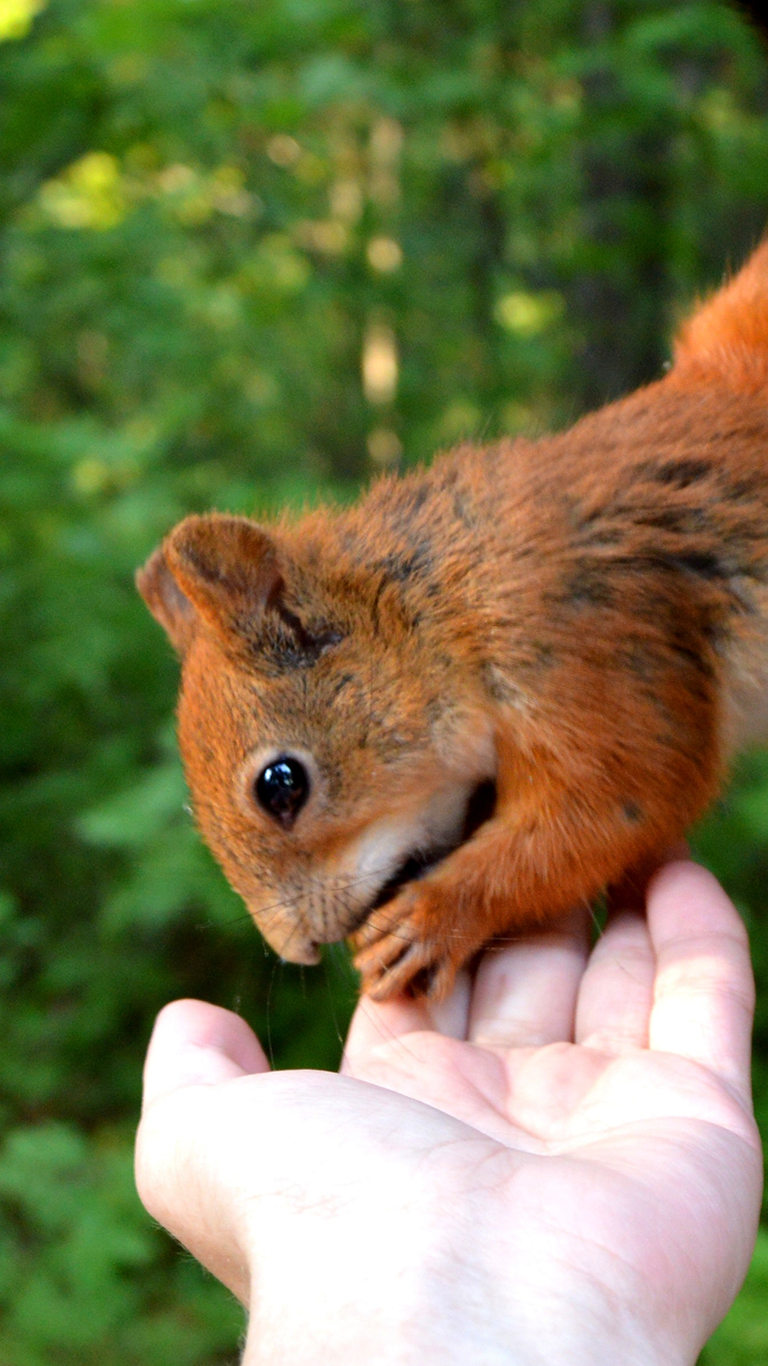 Squirrels and people