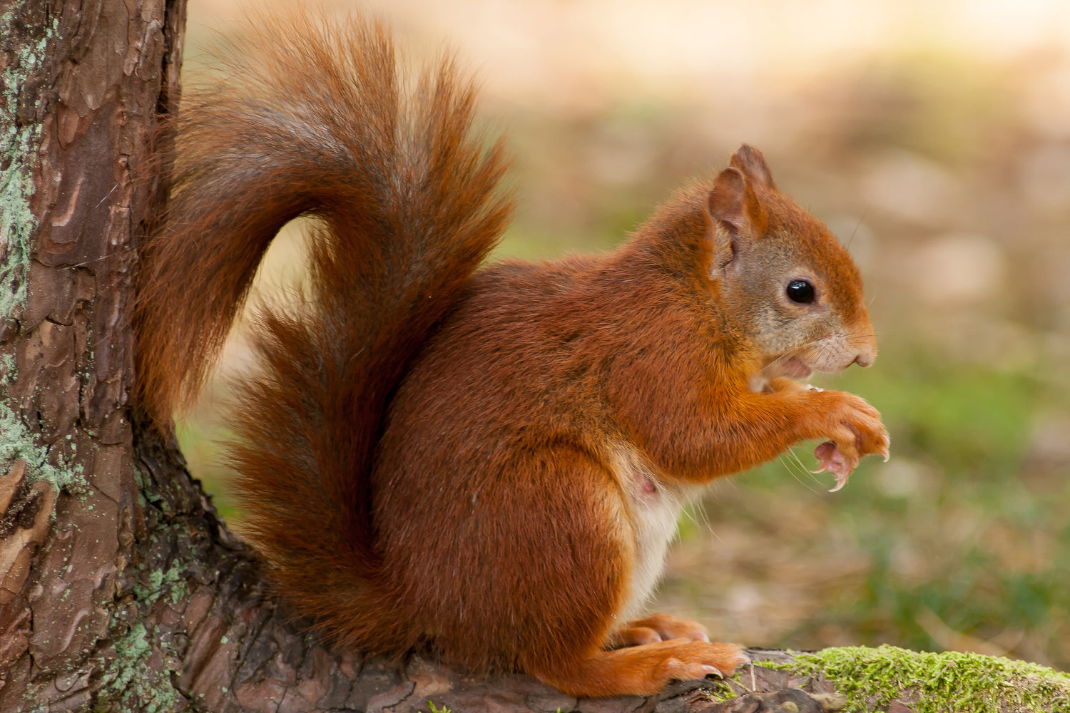 Red Squirrel