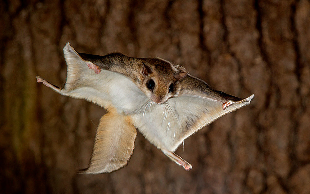Flying Squirrel