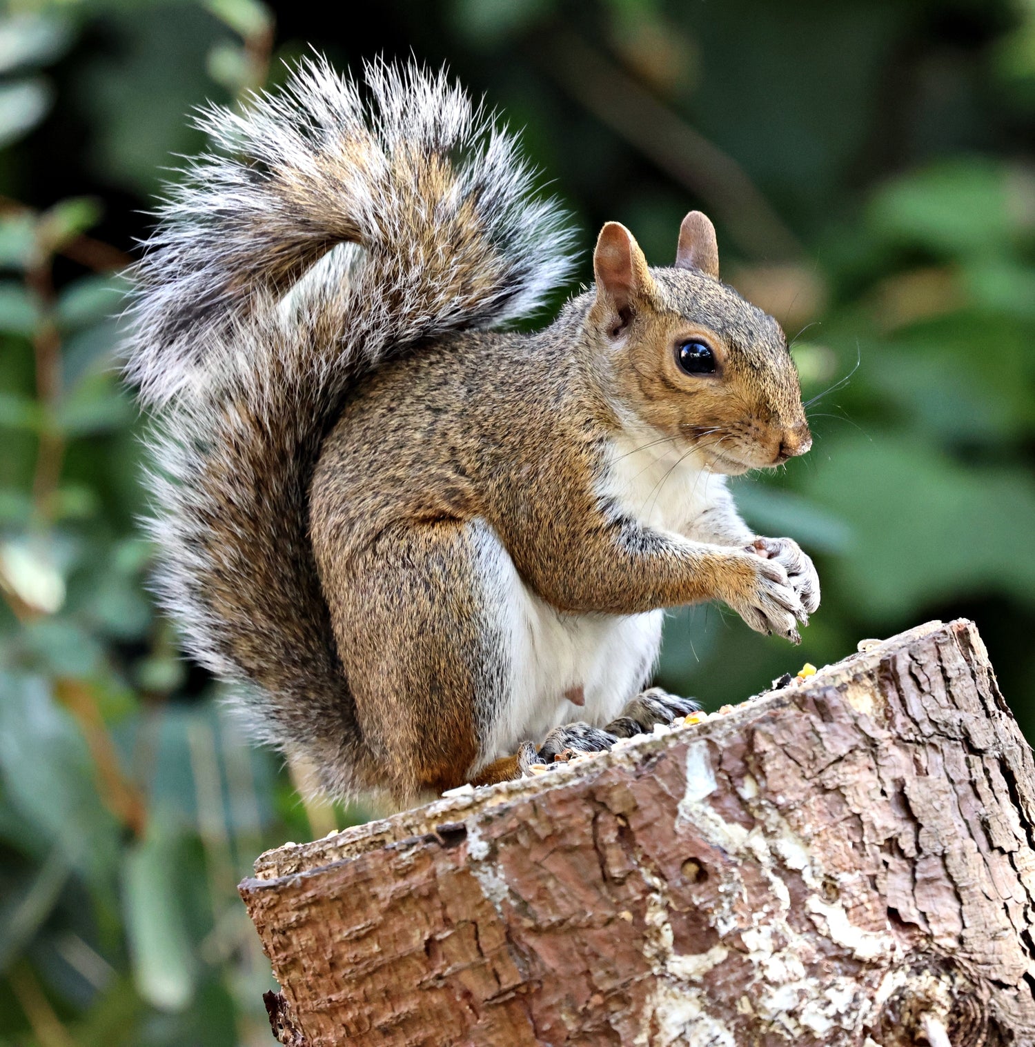 Gray Squirrel