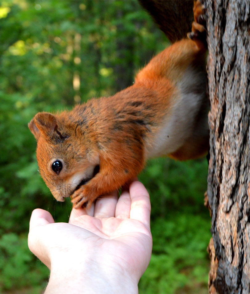 human wildlife squirrels conflicts
