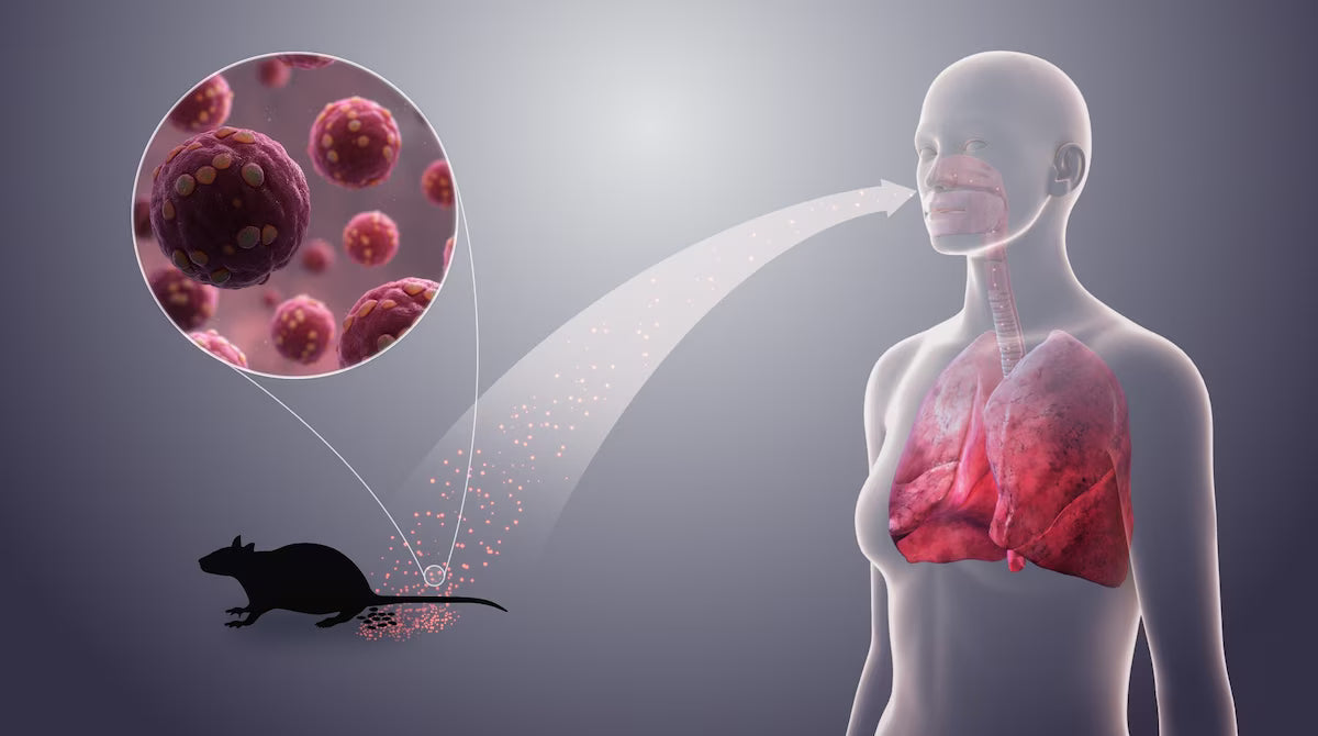 Hantavirus: The Silent Threat in Your Home (and How to Protect Yourself)
