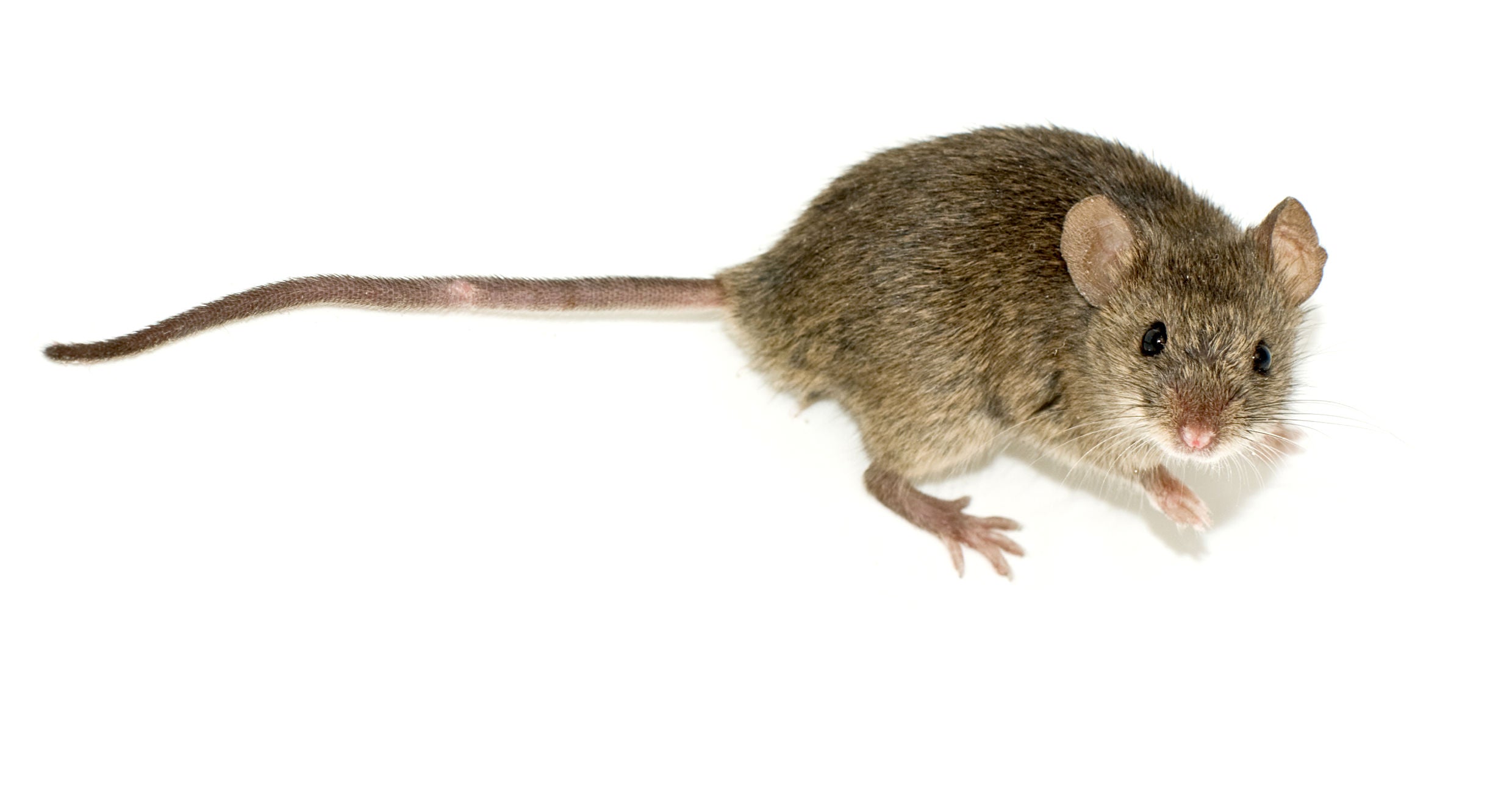 Do A24 Traps Work on Mice? What a Controlled Study Found