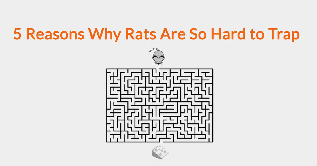 5 Reasons Why Rats Are So Hard to Trap