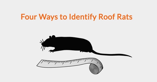 Four Ways to Identify Roof Rats
