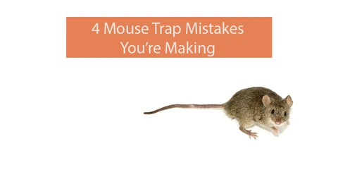 4 Mouse Trap Mistakes You're Making