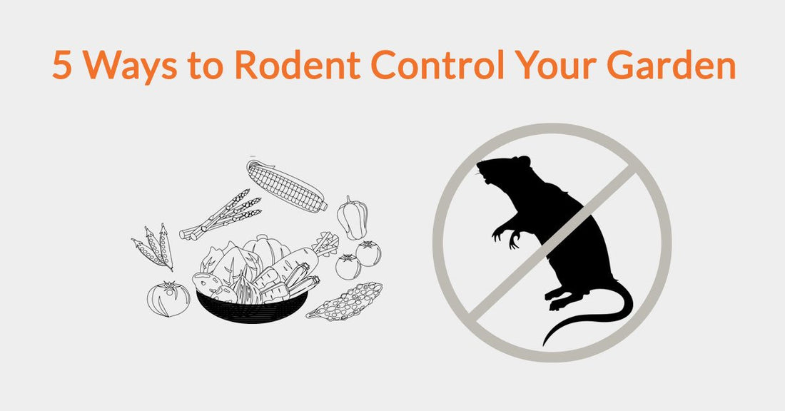 5 Ways to Rodent Control Your Garden