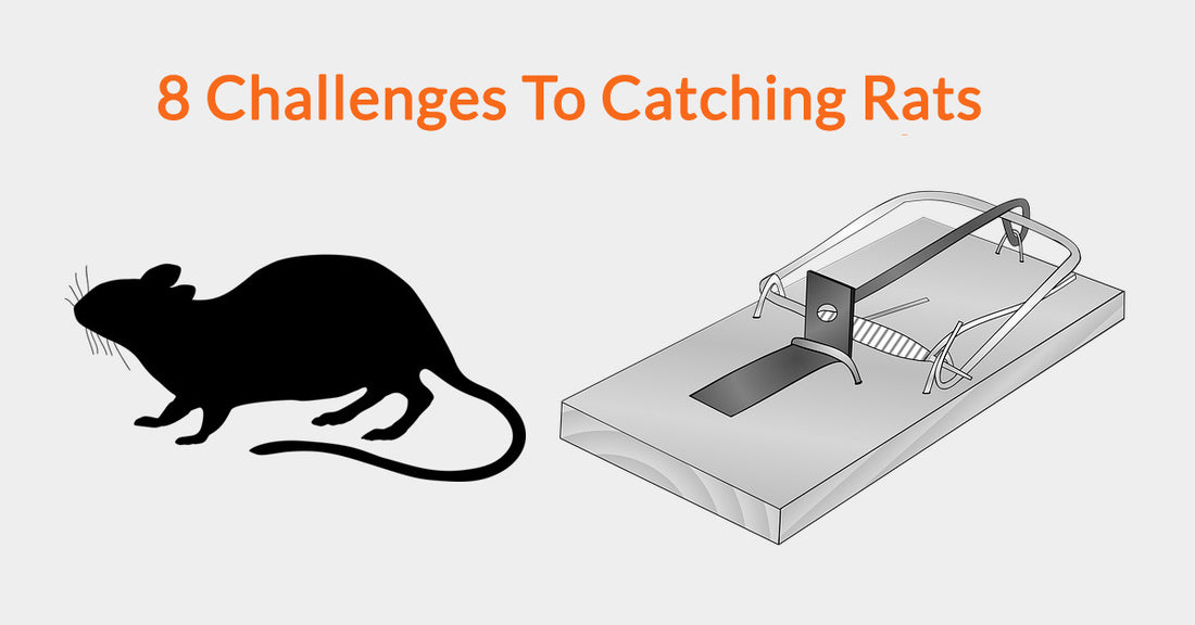8 Challenges To Catching Rats