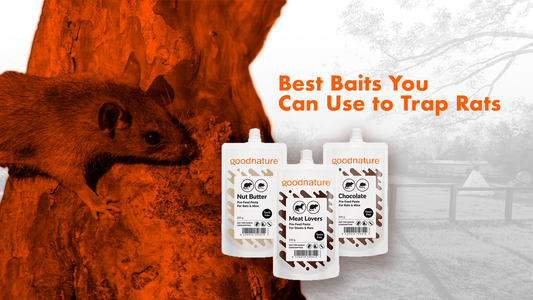 Best Baits you can use to trap rats 