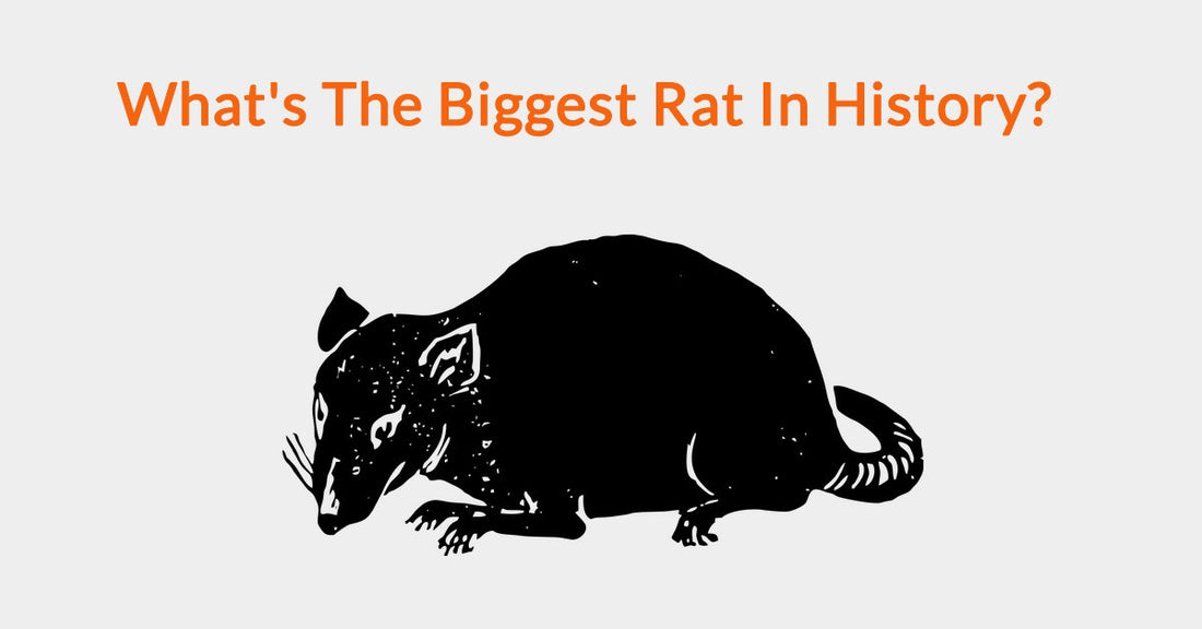 What's The Biggest Rat In History?