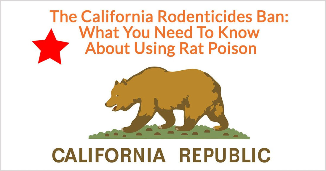 The California Rodenticides Ban: What You Need To Know About Using Rat Poison