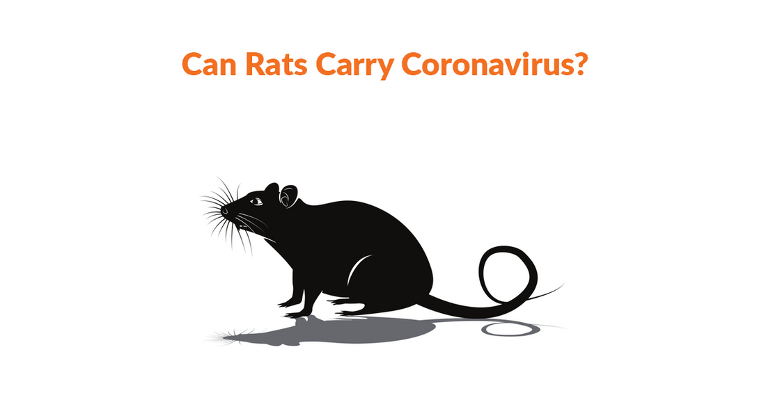 Can Rats Carry Coronavirus?