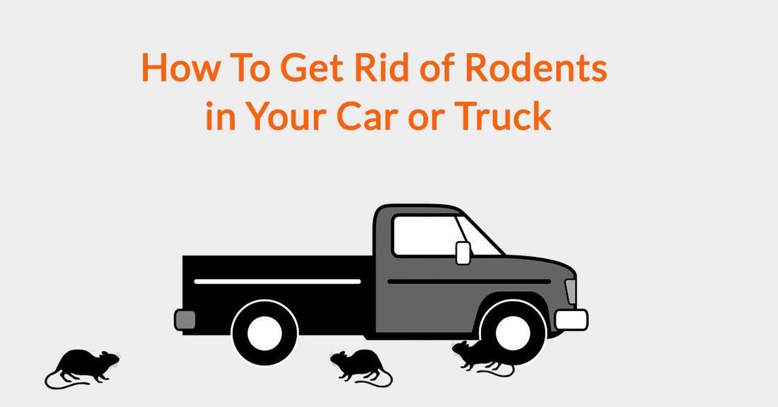 How To Get Rid of Rodents in Your Car or Truck