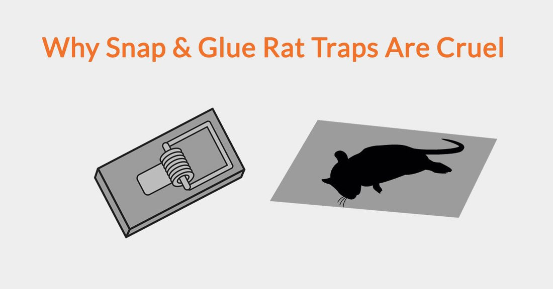 Why Snap & Glue Rat Traps Are Cruel