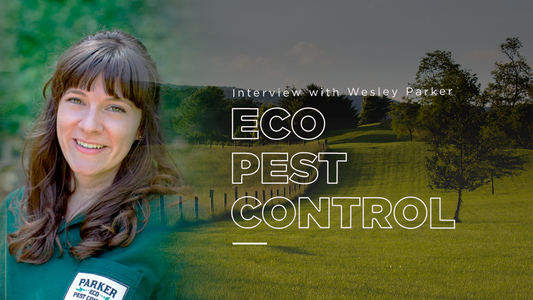 Eco pest control  rats and mice, mouse