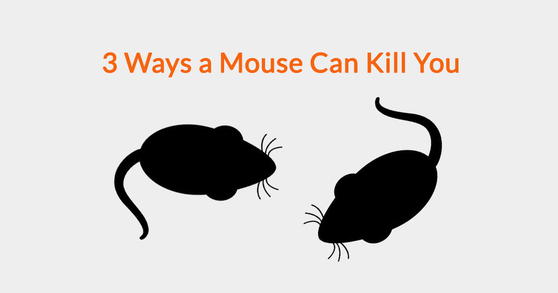 3 Ways a Mouse Can Kill You