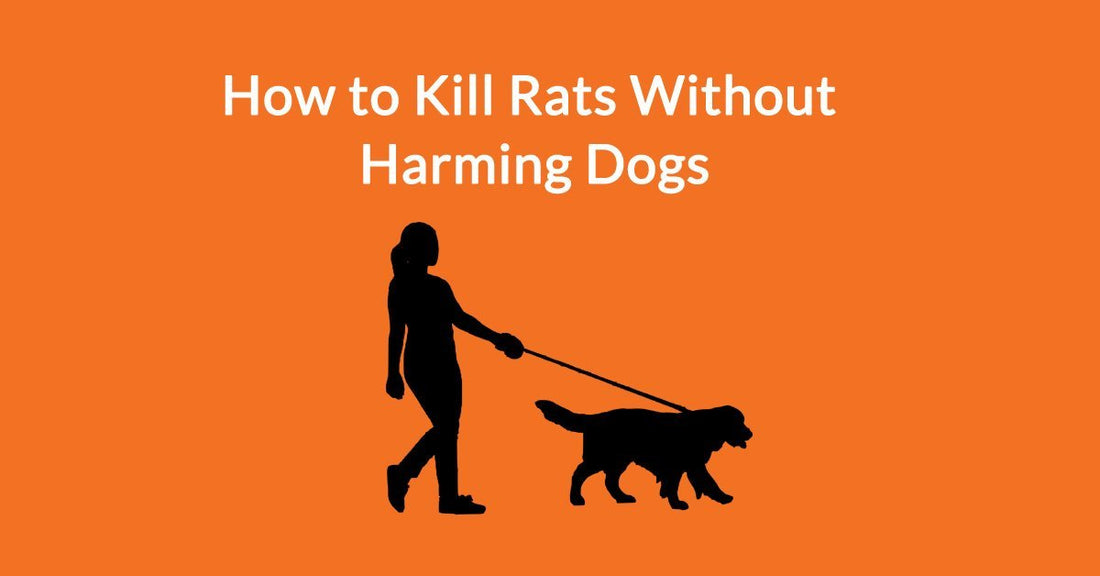 How to Kill Rats Without Harming Dogs