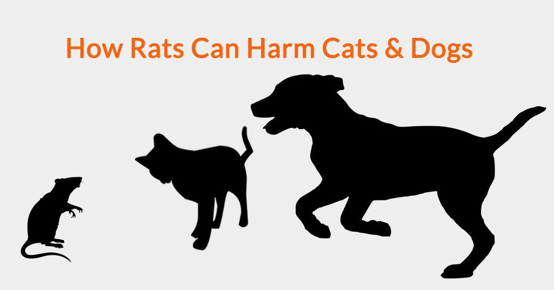 How Rats Can Harm Cats & Dogs