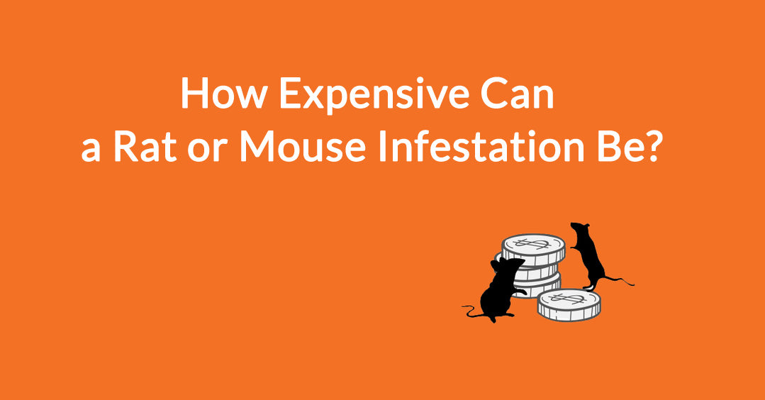 How much does a rodent infestation cost?