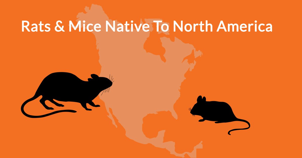 Rats & Mice Native To North America | Old World & New World Rodents