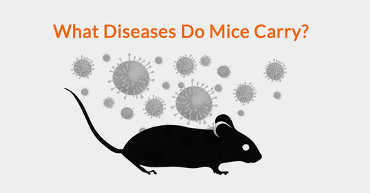 What Diseases Do Mice Carry?