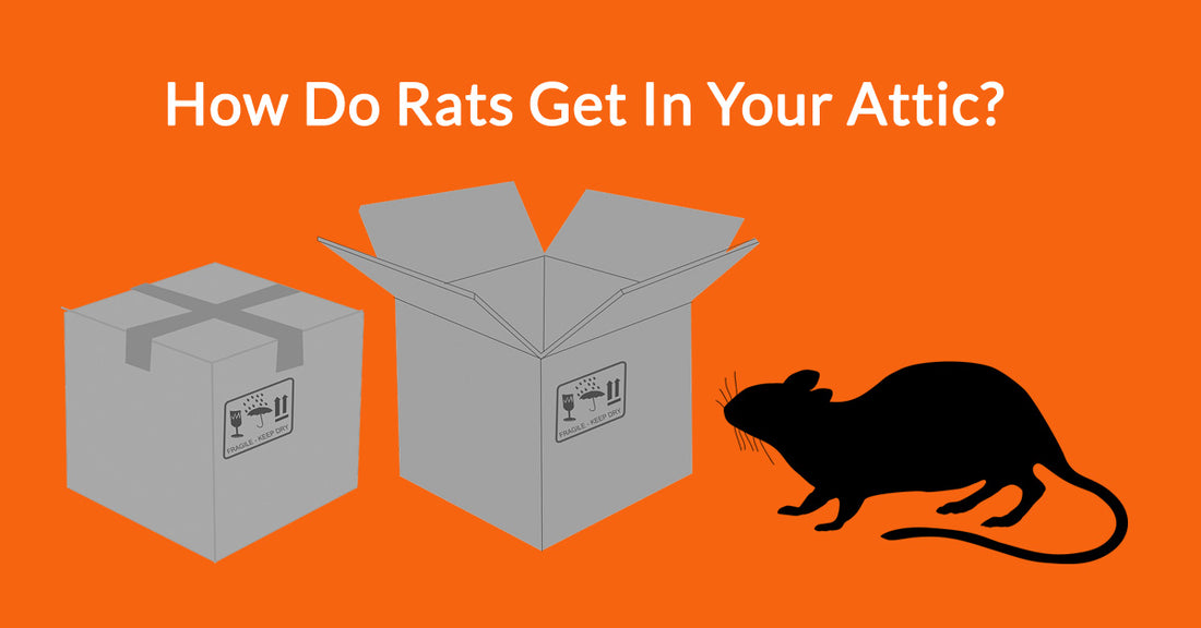 How Do Rats Get In Your Attic?