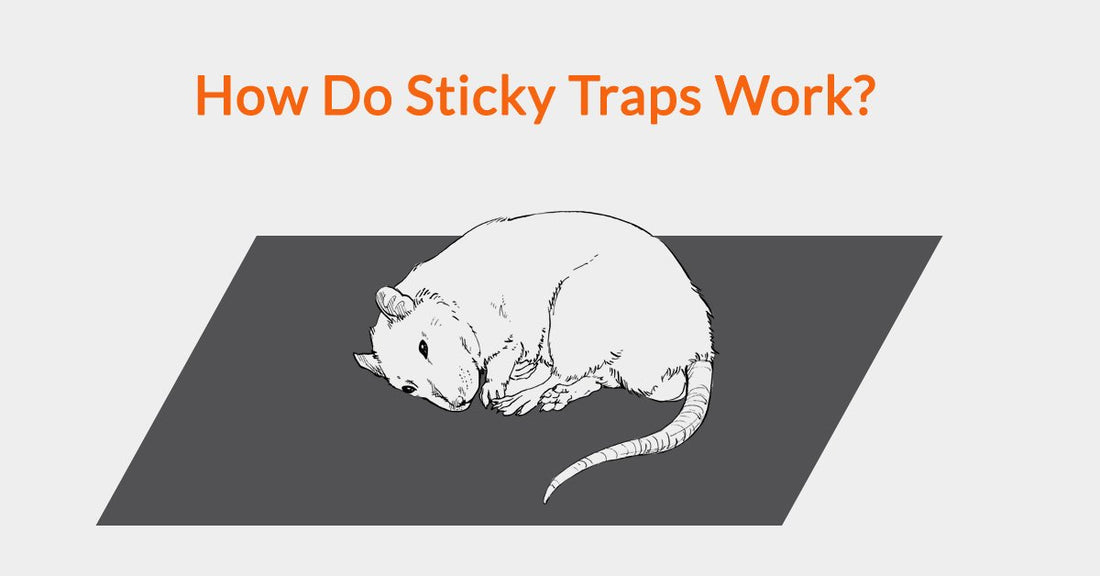 Do Sticky Mousetraps Work?