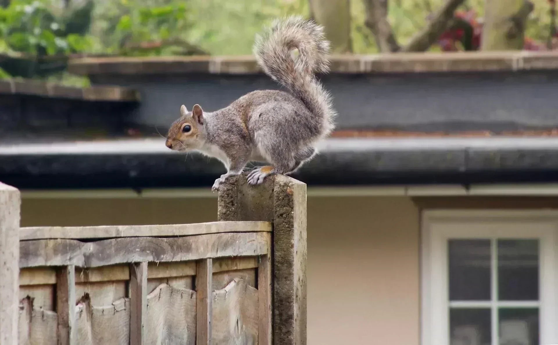 A grey squirrel perched on a fence post. 