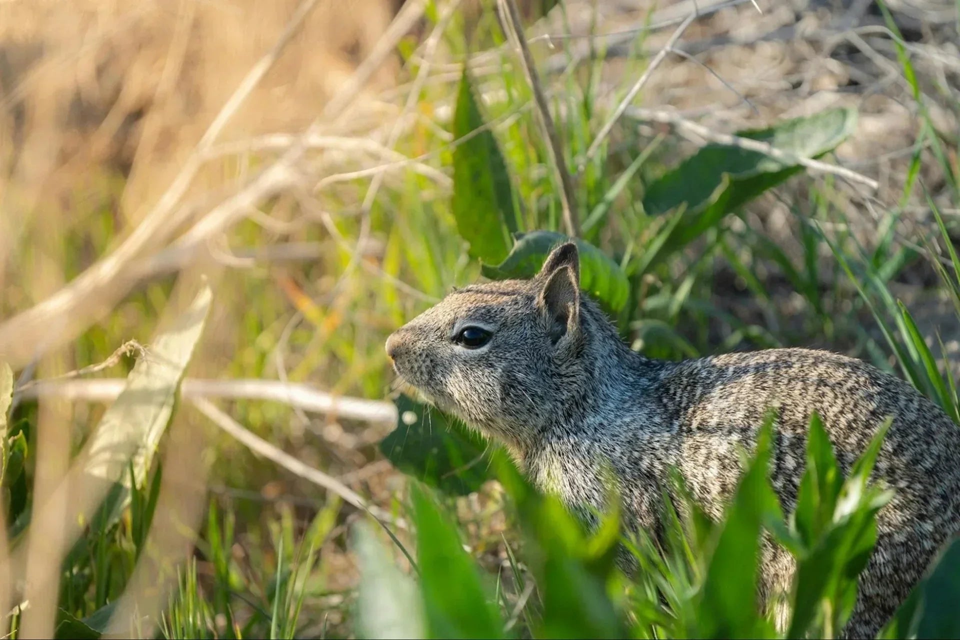 A California ground squirrel sitting in brush.