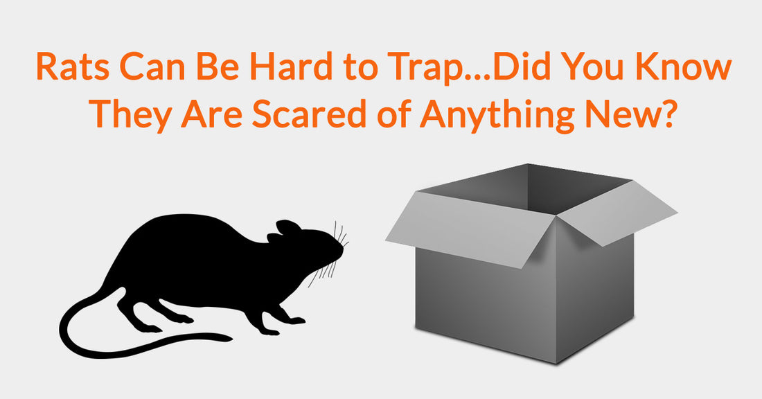 Rats Can Be Hard To Trap…Did You Know They Are Scared Of Anything New?