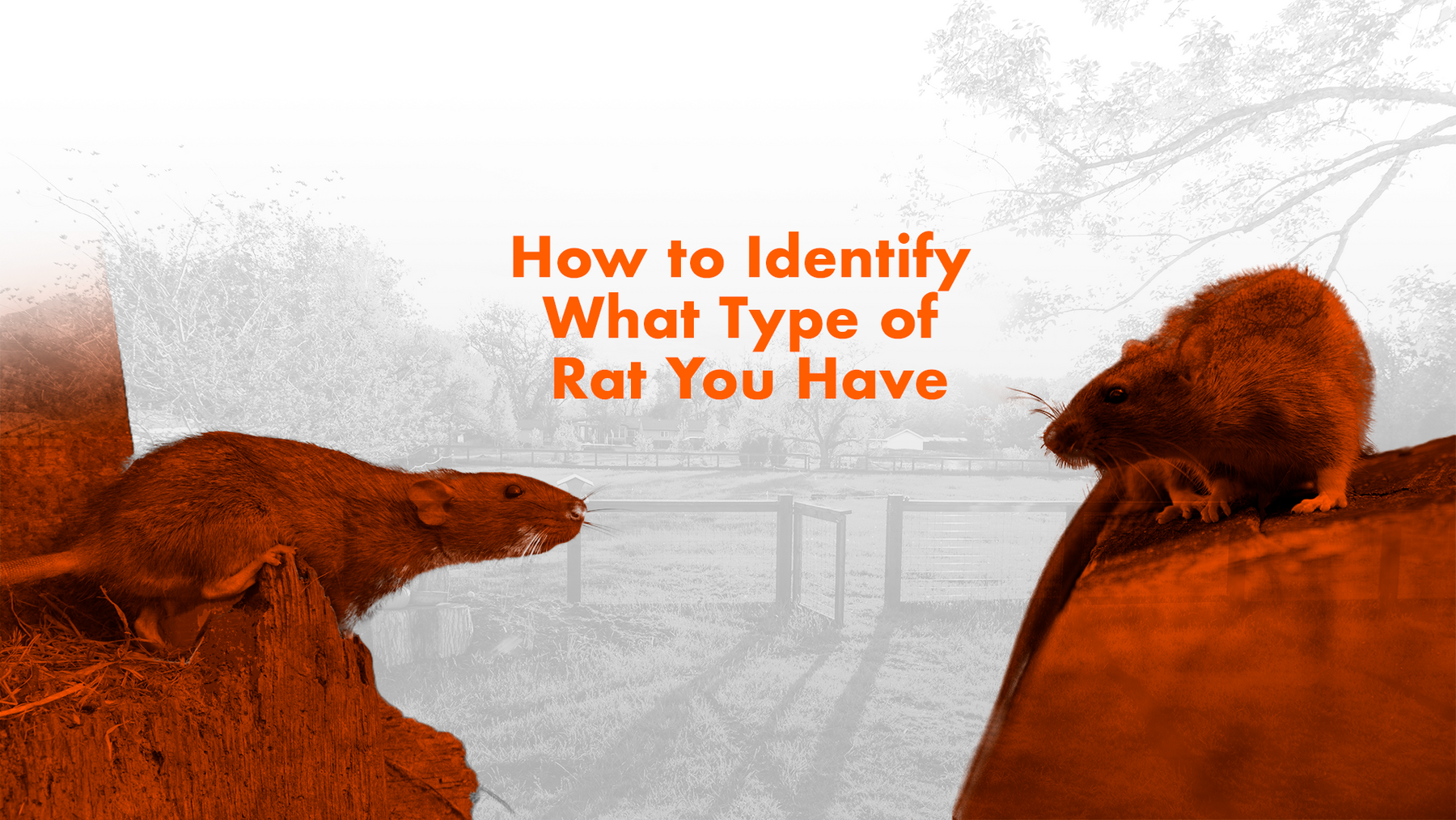 How to Identify What Type of Rat You Have | Automatic Trap Company
