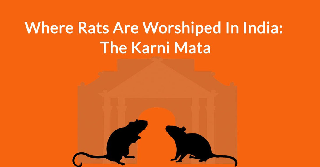 The Karni Mata Temple: Where Rats Are Worshiped