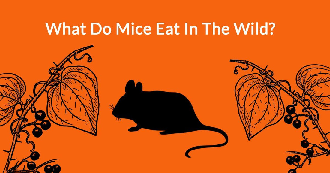 What Do Mice Eat In The Wild - Mouse Diet Biology Diagrams