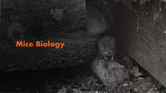 Mice Biology