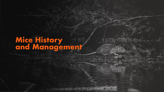 Mice History and Management 