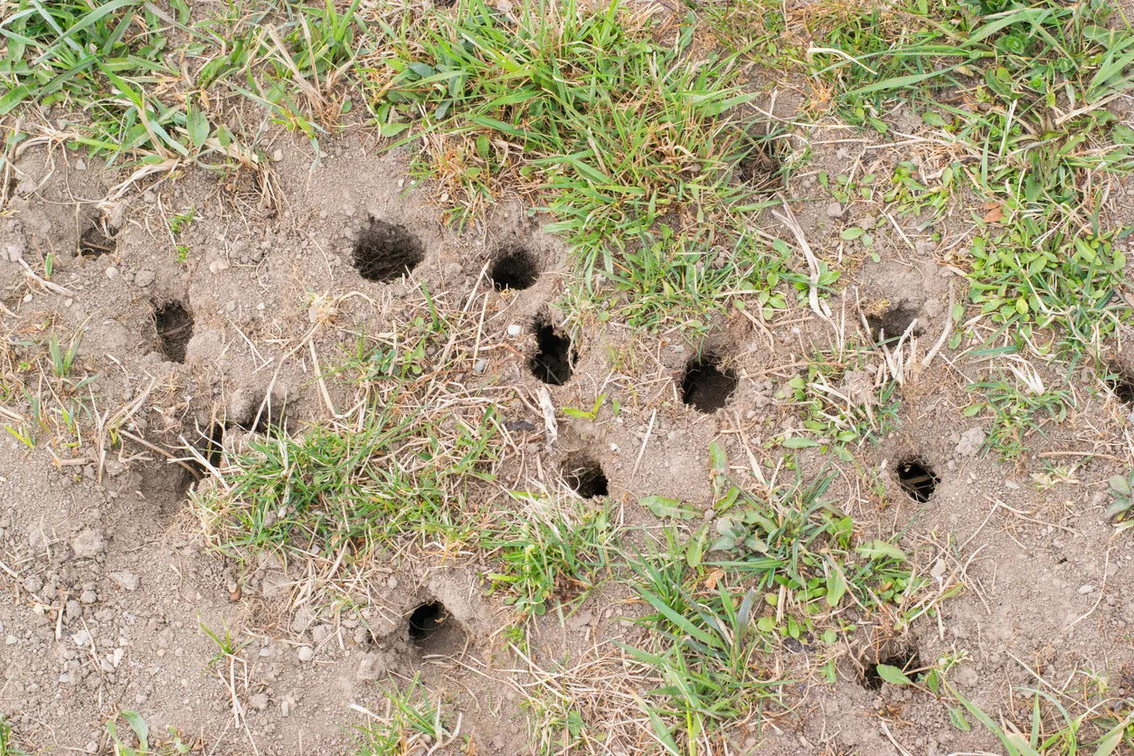 California Ground Squirrel Damage: Billions in Lost Crops, Feed, and Infrastructure