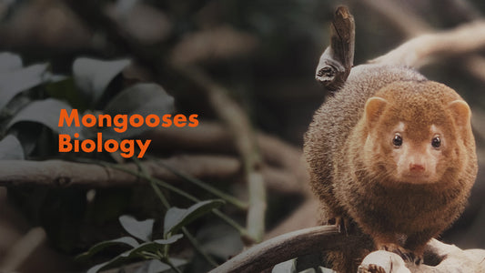 Mongoose's Biology