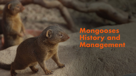 Mongooses History and Management