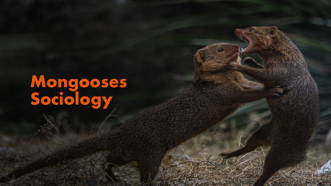Mongoose Trapping tips – Automatic Trap Company