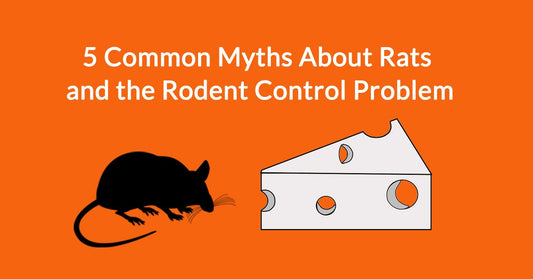 5 Common Myths About Rats and the Rodent Control Problem