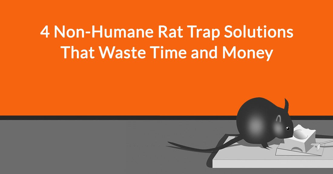 4 Non-Humane Rat Trap Solutions That Waste Time and Money